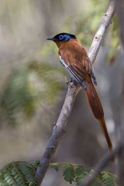 Madagaskar cennet-sinekkapan - Terpsiphone mutata, Madagaskar. Güzel tüneyen kuş ile son derece uzun kuyruk uzun Madagaskar ormanlar, çalı ve bahçeler.