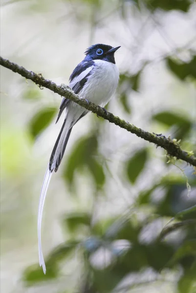 Madagascar Paradise Flycatcher Terpsiphone Mutata Madagascar Beautiful Perching Bird Extremely — Stock Photo, Image