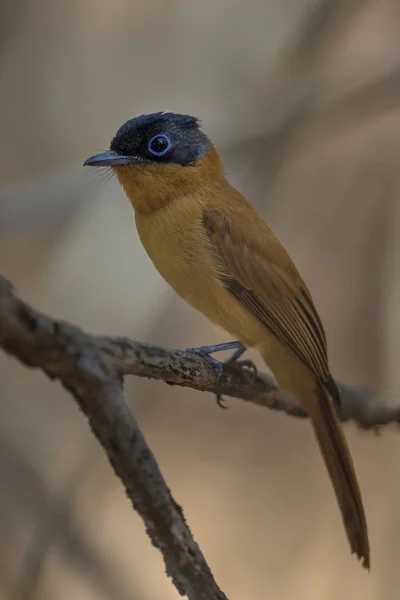 Madagaskar Paradies Fliegenfänger Terpsiphone Mutata Madagaskar Wunderschöner Sitzender Vogel Mit — Stockfoto