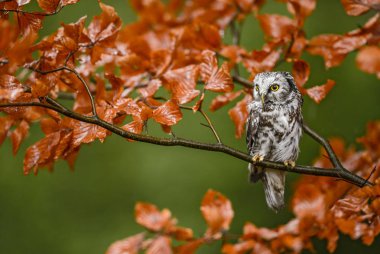 Tengmalm'ın baykuş - Aegolius funereus. Avrupa orman. Güzel kendi.