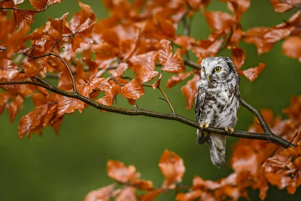 Tengmalm Owl Aegolius Funereus Европейский Лес Свои — стоковое фото