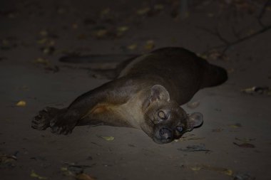 Fossa - Cryptoprocta ferox, Kirindi orman, Madagaskar. Madagaskar ormanların en büyük yırtıcı hayvan. 