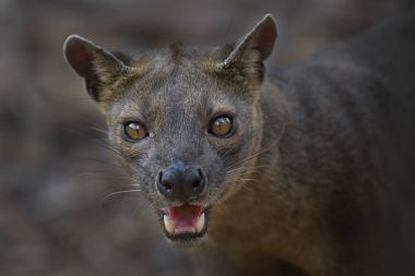 Fossa - Cryptoprocta ferox, Kirindi orman, Madagaskar. Madagaskar ormanların en büyük yırtıcı hayvan. 