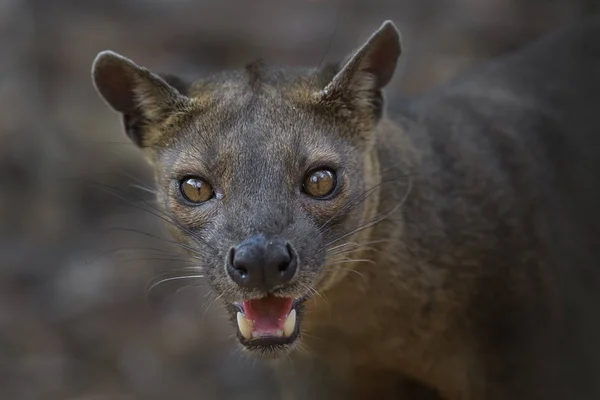 Fossa - Cryptoprocta ferox, Kirindi orman, Madagaskar. Madagaskar ormanların en büyük yırtıcı hayvan. 