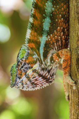 Panter bukalemun - Furcifer pardalis, Madagaskar. Madagaskar yağmur ormanından güzel kertenkele. Endemik renkli.