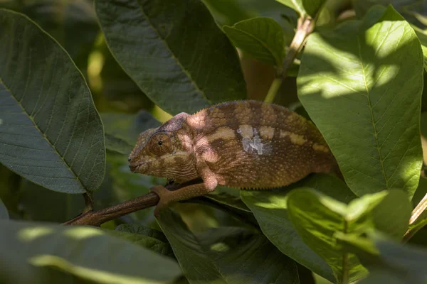 Panther Chameleon Furcifer Pardalis Madagaskar Smukke Firben Fra Madagaskar Regnskov - Stock-foto