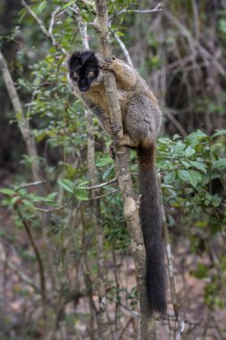 Kahverengi Lemur - Eulemur fulvus, Madagaskar yağmur ormanı. Madagaskar Safari'de. Şirin primat.
