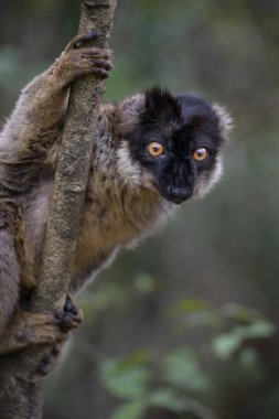 Kahverengi Lemur - Eulemur fulvus, Madagaskar yağmur ormanı. Madagaskar Safari'de. Şirin primat.