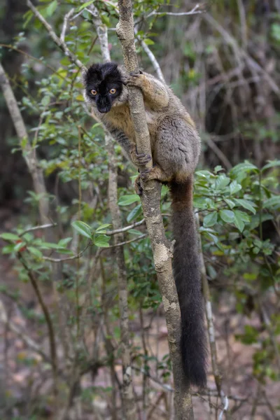 Brown Lemur Eulemur Fulvus Floresta Tropical Madagascar Safari Madagáscar Primata — Fotografia de Stock