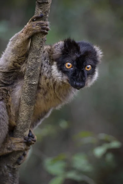 Barna Maki Eulemur Fulvus Madagaszkár Esőerdők Safari Madagaszkáron Aranyos Prímás — Stock Fotó