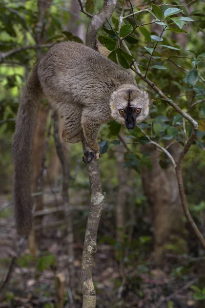 Brown Lemur Eulemur Fulvus Madagascar Rain Forest Safari Madagascar Cute — Stock Photo, Image