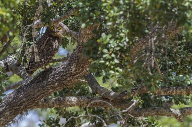 Kahverengi balık baykuş - Ketupa zeylonensis, Yala Milli Parkı, Sri Lanka. Ağacın yanında gölün içinde güzel kendi gizleme.