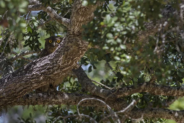 茶色ふくろう Ketupa Zeylonensis スリランカ ヤーラ国立公園 湖の近くの木の中に美しい自分隠れ — ストック写真