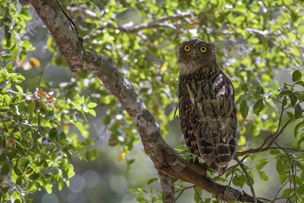 茶色ふくろう Ketupa Zeylonensis スリランカ ヤーラ国立公園 湖の近くの木の中に美しい自分隠れ — ストック写真