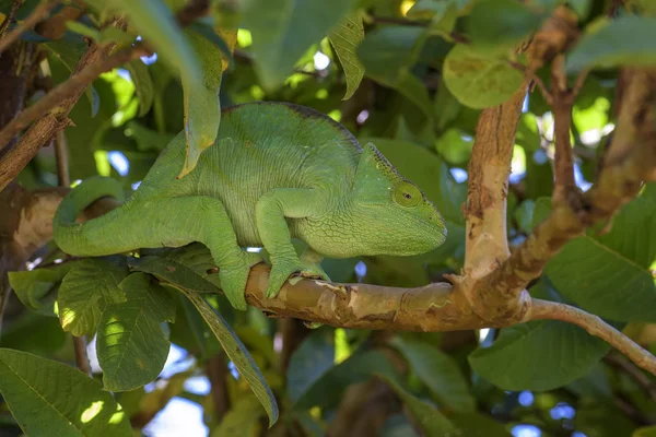 Parsons Chameleon Calumma Parsonii Floresta Tropical Costa Leste Madagascar Lagarto — Fotografia de Stock