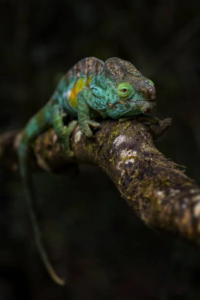 Parsons Chameleon Calumma Parsonii Floresta Tropical Costa Leste Madagascar Lagarto — Fotografia de Stock