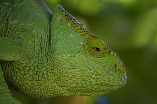 Parsons Chameleon Calumma Parsonii Forêt Tropicale Madagascar Côte Est Lézard — Photo