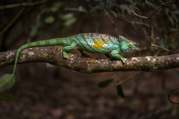 Parsons Kaméleon Calumma Parsonii Esőerdők Madagaszkár Keleti Partján Színes Endemikus — Stock Fotó