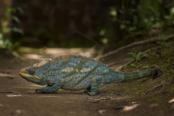 Parsons Chameleon Calumma Parsonii Floresta Tropical Costa Leste Madagascar Lagarto — Fotografia de Stock