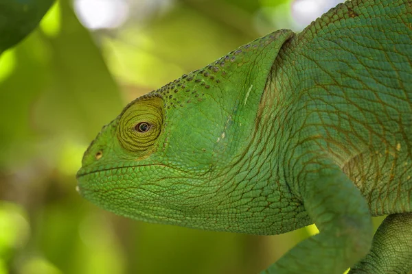 Parsons Chameleon Calumma Parsonii Forêt Tropicale Madagascar Côte Est Lézard — Photo