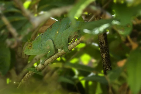 Parsons Chameleon Calumma Parsonii Selva Madagascar Costa Este Lagarto Endémico — Foto de Stock