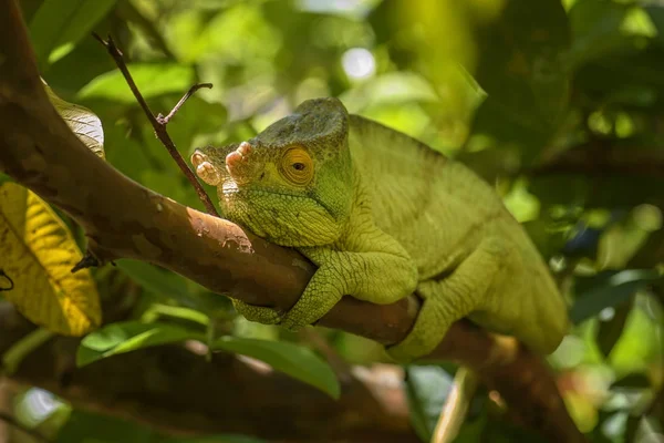 Parsons Chameleon Calumma Parsonii Floresta Tropical Costa Leste Madagascar Lagarto — Fotografia de Stock