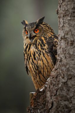 Avrasya kartal-baykuş - Bubo bubo, Avrupa orman. Şahinle.