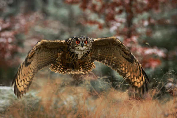 Eurasian Eagle Owl Bubo Bubo Floresta Europeia Falcoaria — Fotografia de Stock