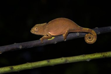 Bukalemun - kısa boynuzlu Calumma brevicorne, Madagaskar yağmur ormanı. Güzel renkli kertenkele.