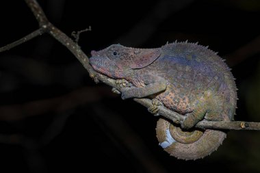 Bukalemun - kısa boynuzlu Calumma brevicorne, Madagaskar yağmur ormanı. Güzel renkli kertenkele.