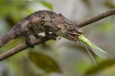Bukalemun - kısa boynuzlu Calumma brevicorne, Madagaskar yağmur ormanı. Güzel renkli kertenkele.