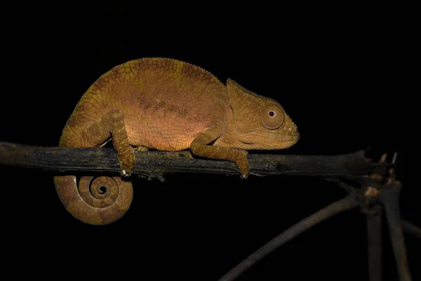 Коротконогий Хамелеон Calumma Brevicorne Мадагаскарский Дождевой Лес Красивая Цветная Ящерица — стоковое фото