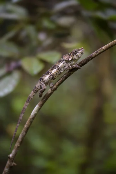 Camaleão Chifres Curtos Calumma Brevicorne Madagáscar Floresta Tropical Lagarto Cor — Fotografia de Stock