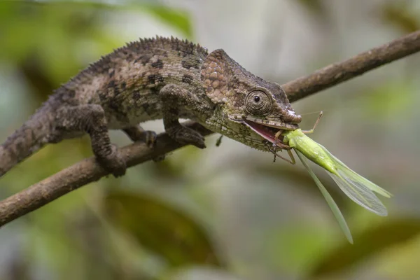 Short Horned Chameleon Calumma Brevicorne Madagascar Rain Forest Beautiful Coloured — Stock Photo, Image