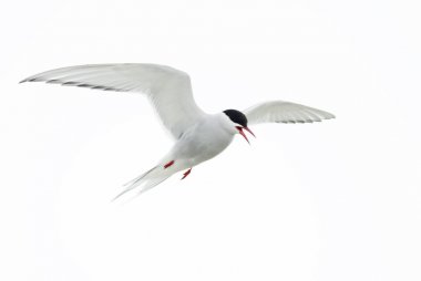Arctic sumru - Sterna paradisaea, Shetlands, İngiltere'de. Beyaz kuş uçuş. Atlantik Okyanusu kıyısında.
