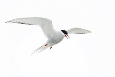 Arctic Tern - Sterna paradisaea, Shetlands, UK. White bird in flight. Atlantic ocean coast. clipart