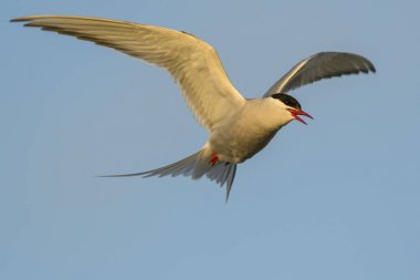Arctic sumru - Sterna paradisaea, Shetlands, İngiltere'de. Beyaz kuş uçuş. Atlantik Okyanusu kıyısında.