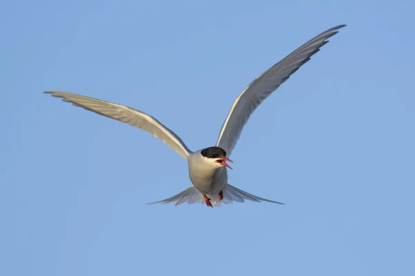 Arctic Tern Sterna Paradisaea Shetlands Reino Unido Pássaro Branco Voo — Fotografia de Stock