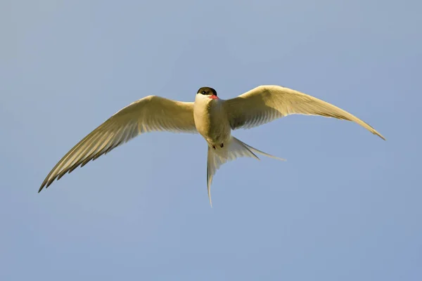 Arctic Tern Sterna Paradisaea Shetlands White Bird Flight Atlantic Ocean — Stock Photo, Image