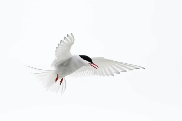 Arctic Tern Sterna Paradisaea Shetlands Reino Unido Pássaro Branco Voo — Fotografia de Stock