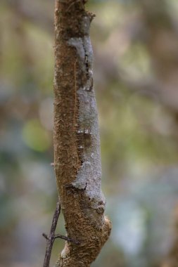 Güney yaprak kuyruklu Gecko - Uroplatus sikorae, yağmur ormanı, Madagaskar. Nadir de ormanda gizli gecko maskeli. Taklit. Kamuflaj.