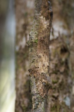 Southern Leaf-tail Gecko - Uroplatus sikorae, rain forest, Madagascar. Rare well masked gecko hidden on the tree in forest. Mimicry. Camouflage. clipart