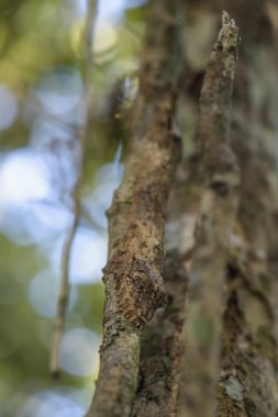 Güney yaprak kuyruklu Gecko - Uroplatus sikorae, yağmur ormanı, Madagaskar. Nadir de ormanda gizli gecko maskeli. Taklit. Kamuflaj.