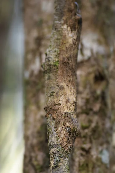 Südlicher Blattschwanzgecko Uroplatus Sikorae Regenwald Madagaskar Seltener Gut Maskierter Gecko — Stockfoto