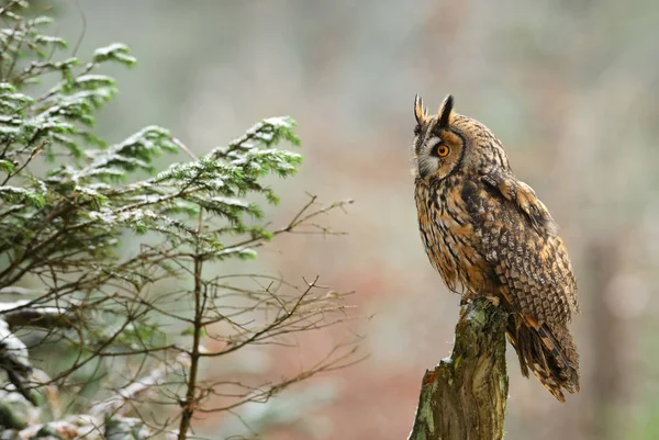 Coruja Orelhas Compridas Asio Otus Floresta Europeia Coruja Marrom Bonita — Fotografia de Stock