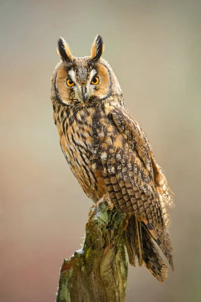 Búho Orejas Largas Asio Otus Bosque Europeo Hermoso Búho Marrón —  Fotos de Stock