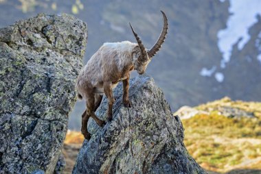 Alp dağ keçisi - Capra ibex, Alpler, en yüksek Avrupa dağlar