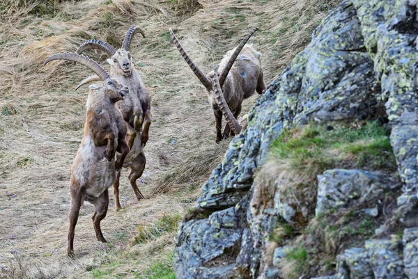 Ibex Alpino Capra Ibex Alpes Montanhas Europeias Mais Altas — Fotografia de Stock