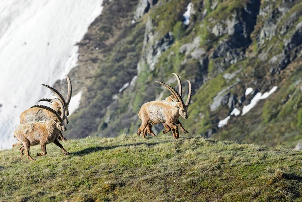 Ibex Alpino Capra Ibex Alpes Las Montañas Europeas Más Altas — Foto de Stock