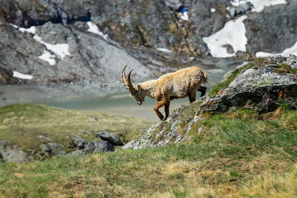 Ibex Alpino Capra Ibex Alpes Montanhas Europeias Mais Altas — Fotografia de Stock